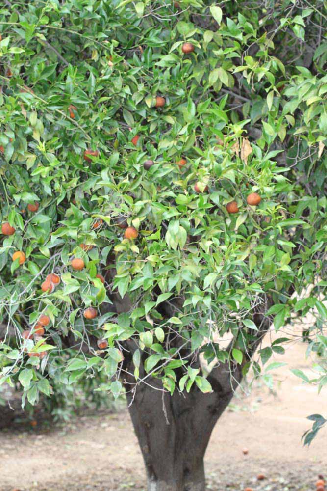            Habit (Riverside, CA)   